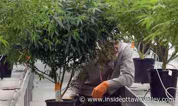 250 'actioned' at Canopy Growth Corp, affecting some employees in Smiths Falls and elsewhere around the globe - Ottawa Valley News