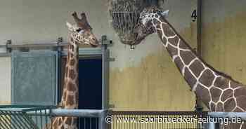 Neue Giraffe, Arbeiten am Pavian-Gehege: Das ändert sich im Zoo Neunkirchen - Saarbrücker Zeitung