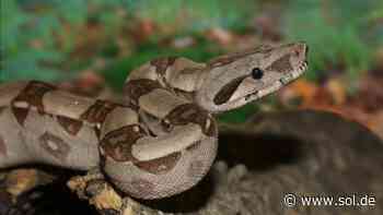 Neunkirchen: Boa Constrictor in Willi-Graf-Straße gefunden - Besitzer gesucht - SOL.DE - Saarland Online
