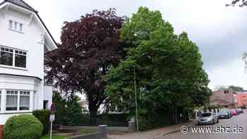 Folgenschwerer Pilzbefall: Kita-Kinder traurig: Blutbuche in Barmstedt muss gefällt werden - shz.de