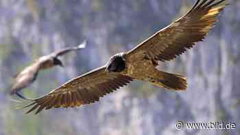 Frisch ausgewildert: Zwei neue Bartgeier in den bayerischen Alpen | Regional - BILD