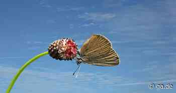 Lokales Artensterben: Artenvielfalt in Bonn und der Region schwindet - General-Anzeiger Bonn