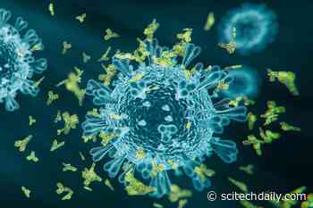 Convergent Evolution: Why COVID-19 Antibody Treatments Aren’t As Effective for New Variants