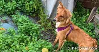 Beloved Family Dog, Winnie, Returned To The Ford-Wilcox Home After Dog-Napping Scare - iHeartDogs.com