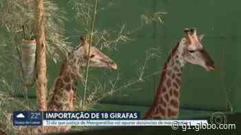 Justiça de Mangaratiba ficará responsável pelo processo sobre a denúncia de maus-tratos a girafas - Globo