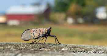 Grape-Killing Bug Likely to Terrorize California's Beloved Wine Country     - CNET