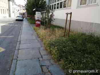 Forasacc: invasione verde in tutta la città - Prima Vercelli