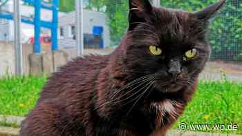 Tierheim Siegen: Nala, eine selbstbewusste kleine Katzendame - WP News