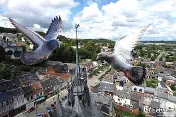 Un combat perdu contre les pigeons à Aumale - actu.fr