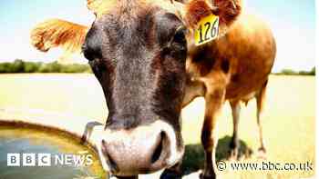 Climate change: New Zealand's plan to tax cow and sheep burps