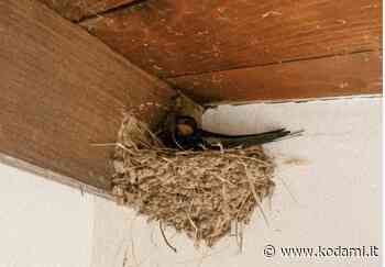 Marco Mengoni e la rondine “Johnny” in camerino: «Un gentile ricordo dei tempi della natura, da rispettare» - Kodami