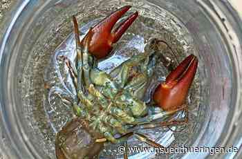 Schreck in der Scheune - Einwanderer mit roten Scheren - inSüdthüringen