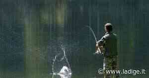 Immissione di trote nei fiumi: c'è il parere di Ispra, adesso tocca alla giunta - l'Adige