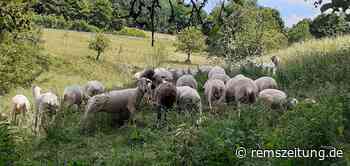 Gequälte und geschlachtete Ziege auf Weide bei Lorch gefunden - Rems-Zeitung