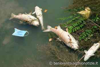 Pesci morti nel fiume Tammaro, dalla Provincia richiesti controlli - L'Occhio di Benevento