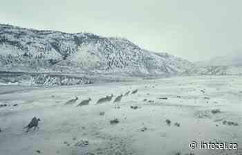 Kamloops featured in 'Jurassic World: Dominion' hitting theatres this weekend | iNFOnews | Thompson-Okanagan's News Source - iNFOnews