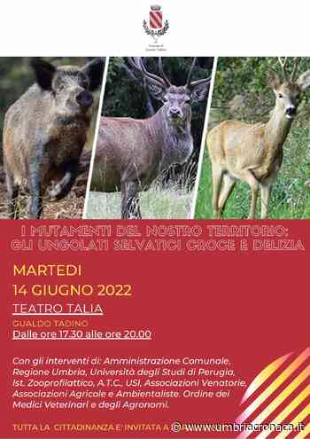A Gualdo Tadino un convegni sugli ungulati selvatici: croce e delizia - Il quotidiano che racconta l'Umbria - Umbria Cronaca