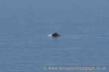 Dolphins spotted on Blackpool coast