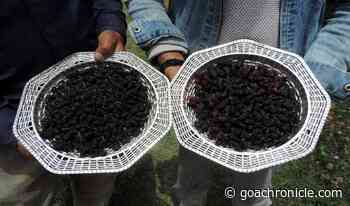 Mulberry:Chance to become entrepreneur for J&K youth - Goa Chronicle - Goa Chronicle