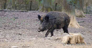 Aujeszky-Virus (Pseudowut) bei Wildschwein im Kreis Emmendingen nachgewiesen - baden.fm