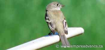 Rivers Summer Bird Count - Virden Empire Advance