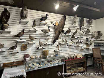 Volunteers keep history alive in Killarney - The Brandon Sun