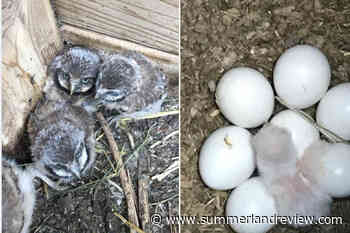 Hoot, hoot! Burrowing owl babies born at Oliver breeding centre – Summerland Review - Summerland Review