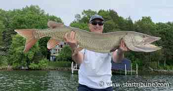 On Lake Minnetonka, a walleye on the hook and a 52-inch muskie to boot make for a stunning catch