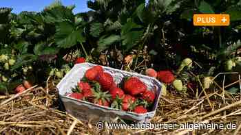 Landkreis Neu-Ulm: Niedrige Preise, viele Früchte: Müssen Erdbeerbauern in der Region bangen? | Neu-Ulmer Zeitung - Augsburger Allgemeine