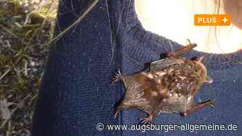 Neu-Ulm/Ulm: Fledermäuse an der Stadtmauer Ulm: Leidet Naturschutz unter Eventkultur? | Neu-Ulmer Zeitung - Augsburger Allgemeine