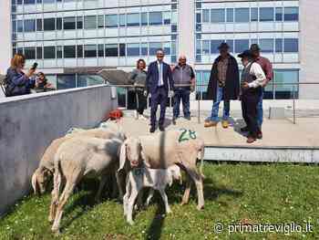 Pecore davanti al Pirellone, per lanciare Spirano come "capitale" del pastoralismo - Prima Treviglio