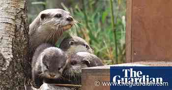 Scientists use food puzzles to show how otters learn from each other - The Guardian