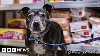 Sheffield pet food bank sees increase in requests for help - BBC