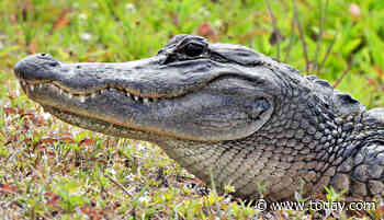 Florida man bitten by 7-foot alligator he mistook for dog