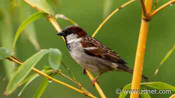 How I used a Raspberry Pi to automate birdwatching