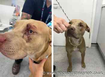 Man gets 20-year animal ban after Staffy hit by slow-moving train at railway station
