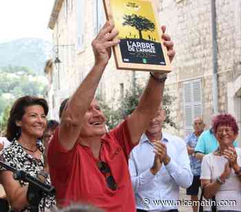 Il a presque cinq siècles: le vieux frêne de Vence sacré arbre français de l'année