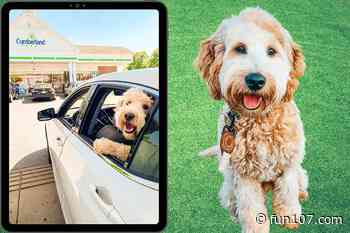 How a Fall River Dog Named 'Alfie' Randomly Became an Overnight Cumberland Farms Celebrity - Fun 107