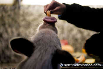 As raising farm animals in the suburbs rises in popularity, Aurora lawmakers oppose pigs and look to ducks - Sentinel Colorado