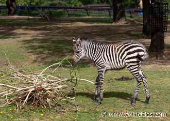 Como Zoo names baby zebra Aurora after women’s soccer team - St. Paul Pioneer Press