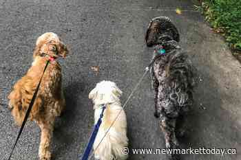 Aurora nature reserve shouldn't go to the dogs, councillors says - NewmarketToday.ca