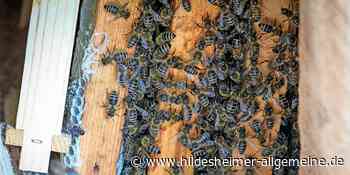 Wie Bücherskorpione einem Bienenvolk bei Harsum helfen sollen - www.hildesheimer-allgemeine.de