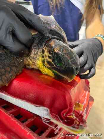 Coincée en mer dans un sac plastique, la tortue est soignée à Antibes
