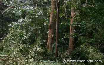 M.P. forest dept eyes to restore 37 lakh-hectare degraded forest area - The Hindu