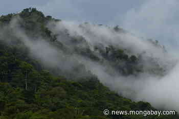 Illegal mining threatens one of the last forest links between the Andes and Ecuador's Amazon - Mongabay.com