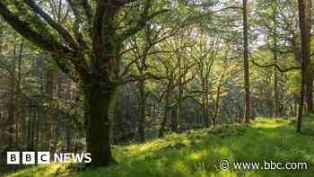 Forest of Dean environmental reserve status could restrict Forest customs - BBC