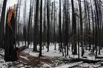 $23 million forest & fire grant program - Sierra Nevada Conservancy