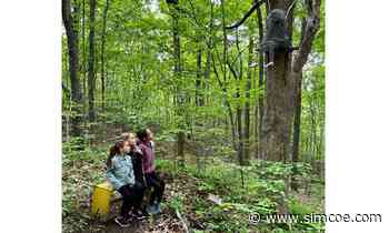 New surprises greet visitors at Singhampton Sculpture Forest - simcoe.com