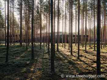 Bjarke Ingels Group Discovers Simplicity In a Forest - Treehugger