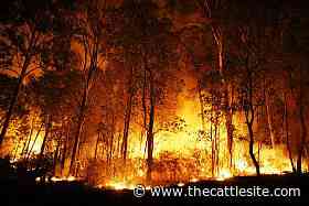 JBS launches forest fire taskforce to protect Brazilian Pantanal - www.thecattlesite.com